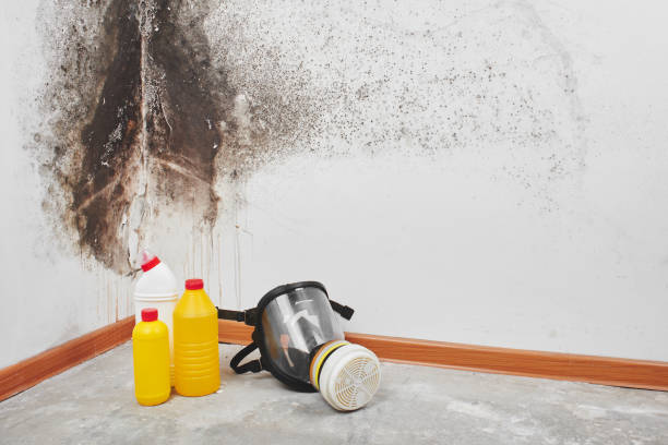 Best Mold Removal Company Near Me  in Bertville, AL