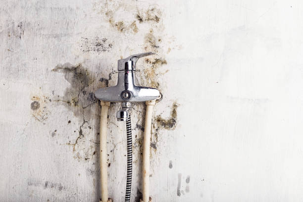 Best Emergency Mold Removal  in Bertville, AL