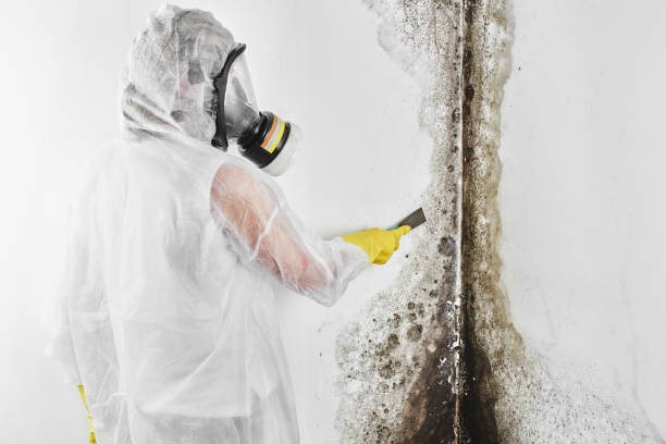 Albertville, AL Mold Removal Company