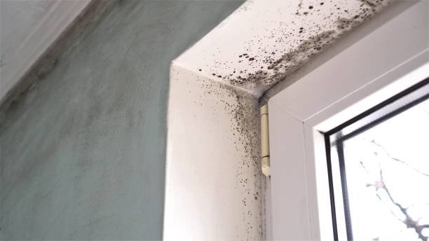 Best Mold Remediation Experts  in Bertville, AL