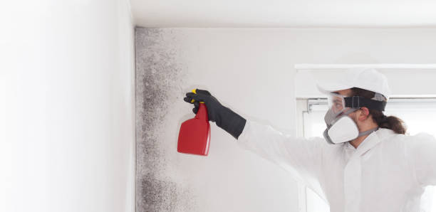 Best Mold Cleaning Services  in Bertville, AL