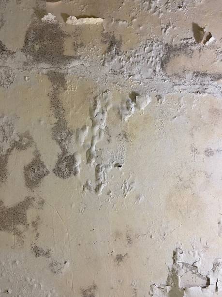 Best Professional Mold Removal  in Bertville, AL