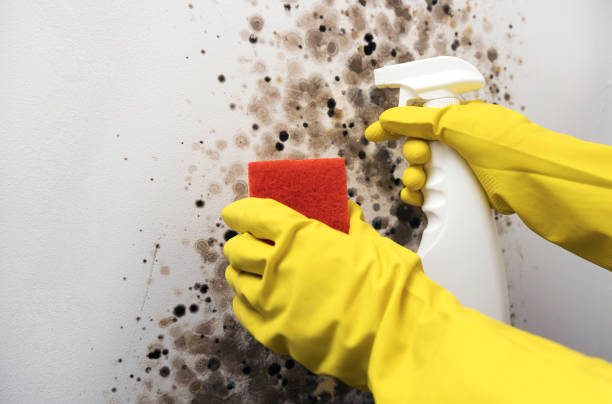 Best Attic Mold Removal  in Bertville, AL