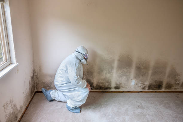 Best Attic Mold Removal  in Bertville, AL