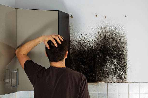 Best Black Mold Removal  in Bertville, AL