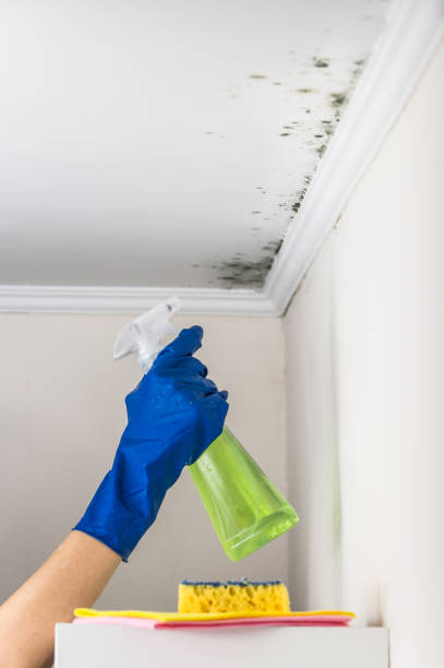 Best Local Mold Removal Service  in Bertville, AL