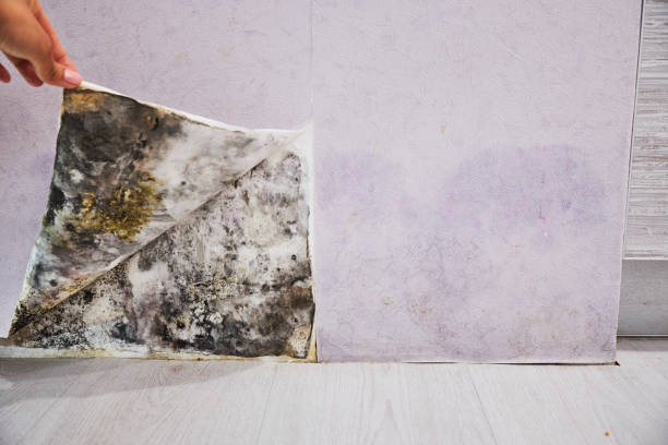 Best Best Mold Removal Companies  in Bertville, AL